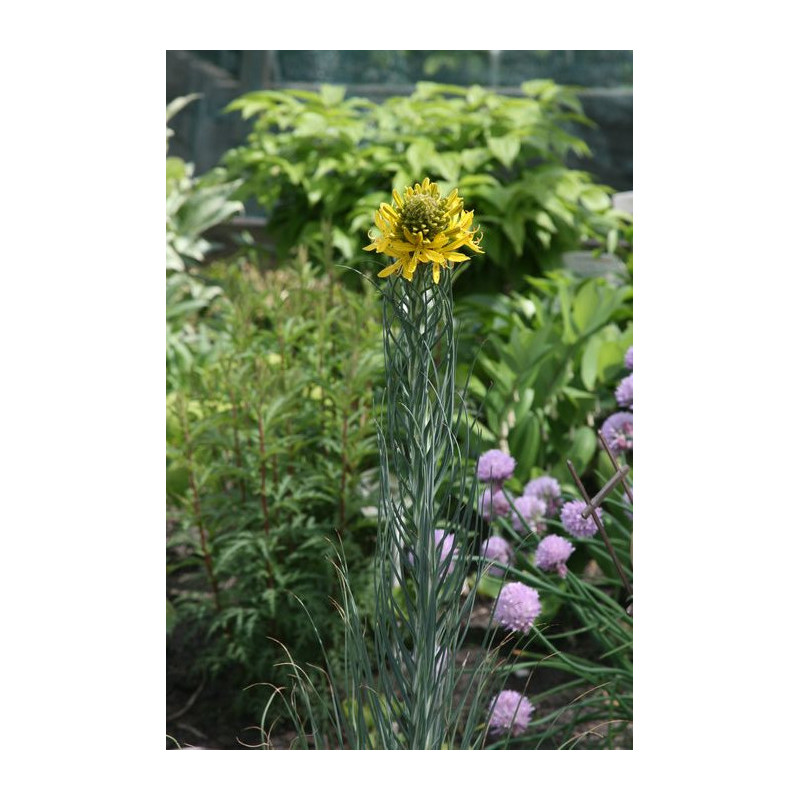 Asphodeline lutea Złotnica żółta