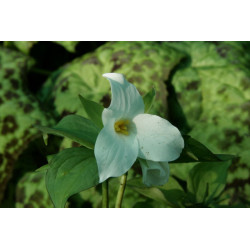 Trillium grandiflorum Trójlist wielkokwiatowy