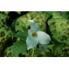 Trillium grandiflorum Trójlist wielkokwiatowy