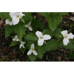 Trillium grandiflorum Trójlist wielkokwiatowy