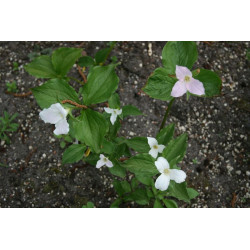 Trillium grandiflorum Trójlist wielkokwiatowy