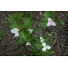 Trillium grandiflorum Trójlist wielkokwiatowy