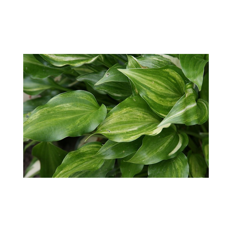 Hosta -  The Sweetes Thing Funkia