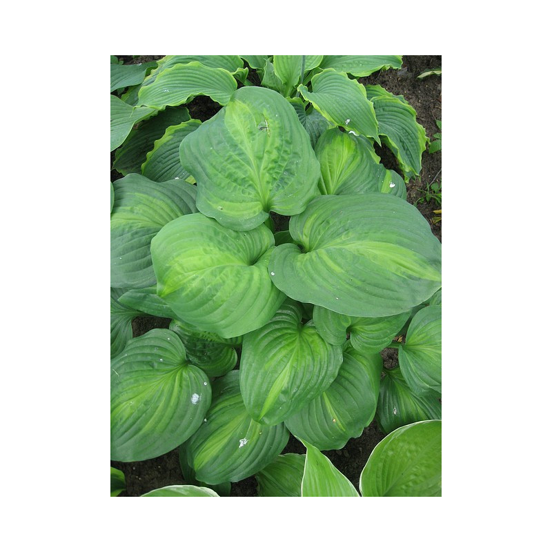 Hosta -  Avocado Funkia