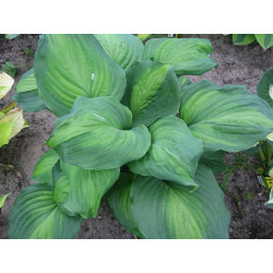 Hosta -  Avocado Funkia