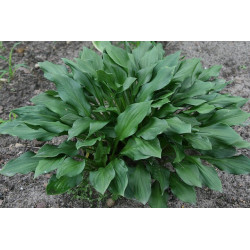 Hosta - Lakeside Storm Watch Funkia