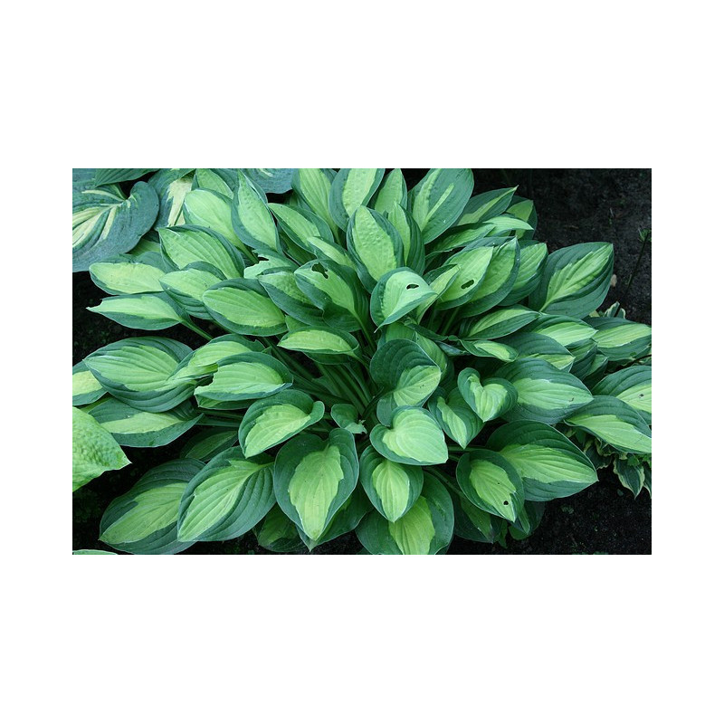 Hosta - T-Dawg Funkia