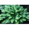 Hosta - T-Dawg Funkia