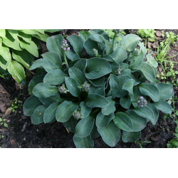 Hosta - Blue Mouse Earts Funkia