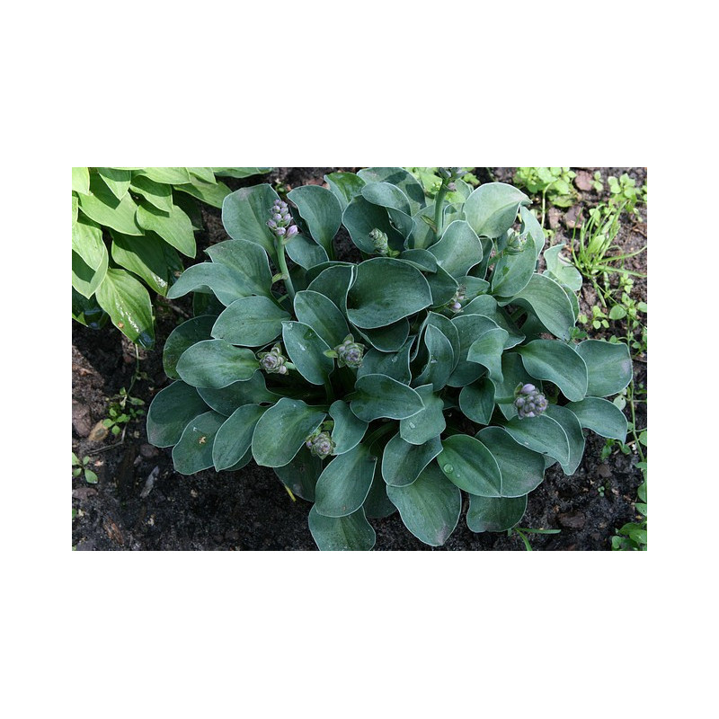 Hosta - Blue Mouse Earts Funkia