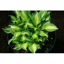 Hosta - Lakeside Spellbinder Funkia