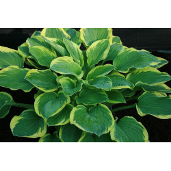 Hosta - Roy El Funkia