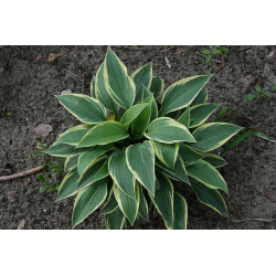 Hosta - Yin Funkia