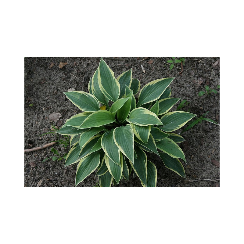 Hosta - Yin Funkia