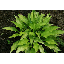 Hosta - Ophir Funkia