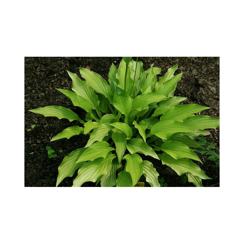 Hosta - Ophir Funkia