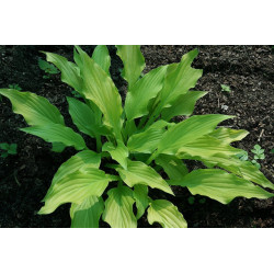 Hosta - Ophir Funkia