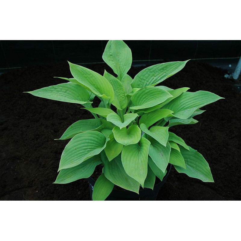 Hosta - City Lights Funkia