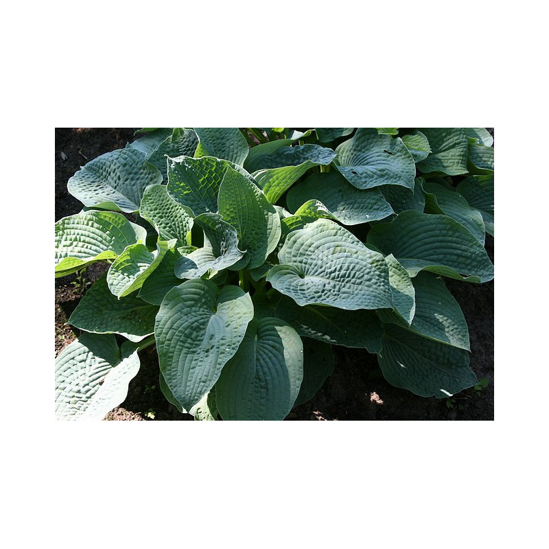 Hosta - Quilted Heart Funkia