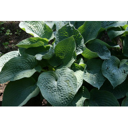 Hosta - Quilted Heart Funkia