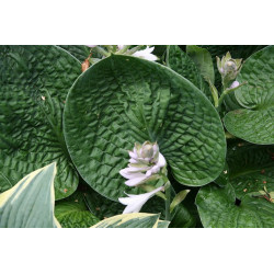 Hosta - Black Hills Funkia