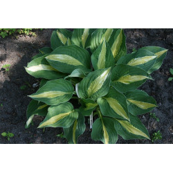 Hosta - Alan Titchmarsh Funkia