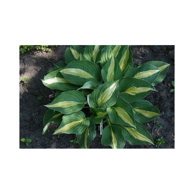 Hosta - Alan Titchmarsh Funkia