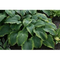 Hosta - Spartacus Funkia