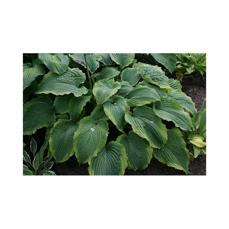 Hosta - Spartacus Funkia