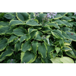 Hosta - Spartacus Funkia