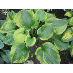 Hosta - Titanic Funkia