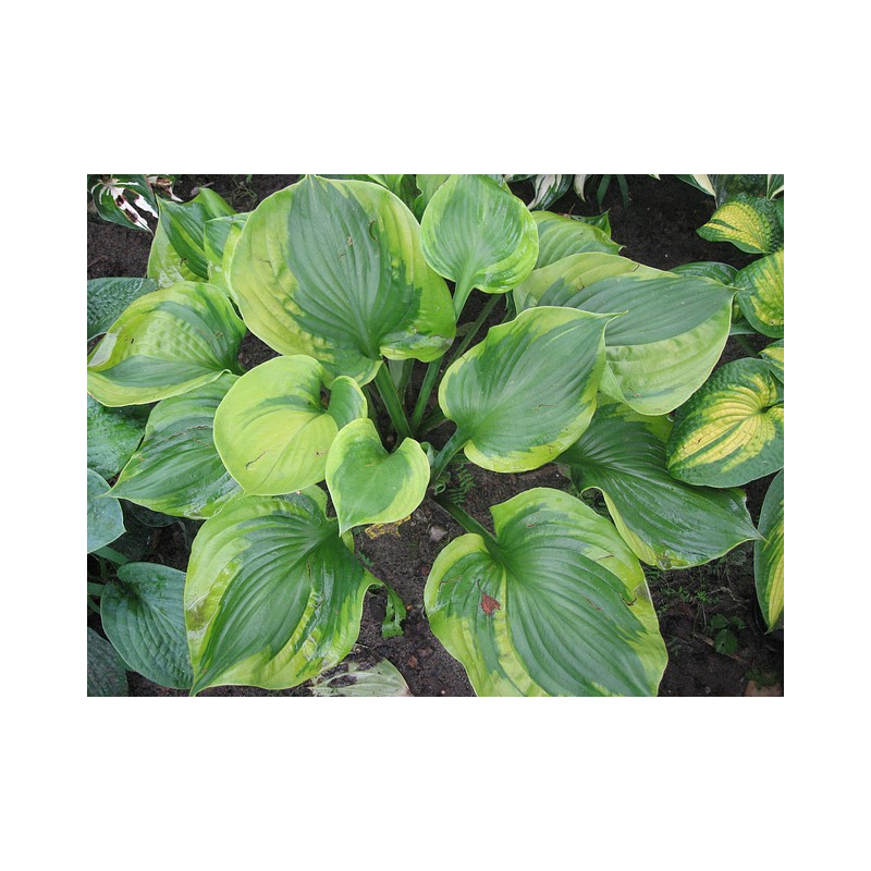 Hosta - Titanic Funkia