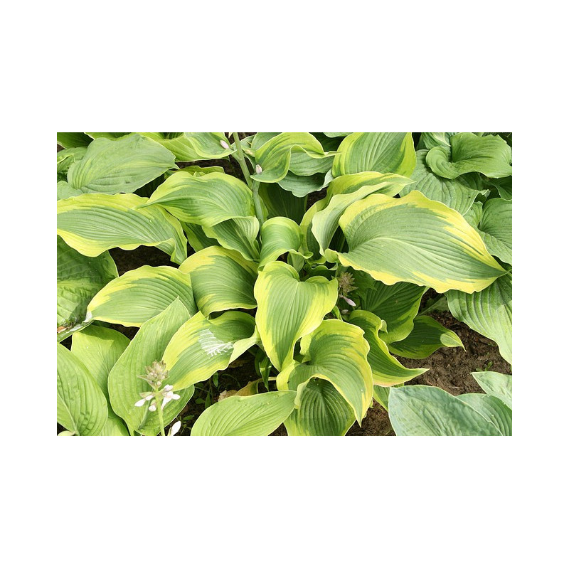 Hosta - Atlantis Funkia