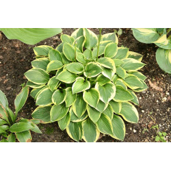 Hosta - Winsome Funkia