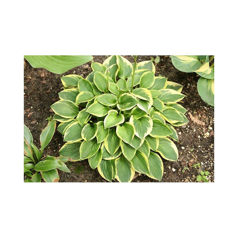 Hosta - Winsome Funkia