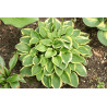 Hosta - Winsome Funkia