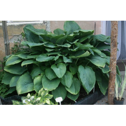 Hosta - Empress Wu Funkia