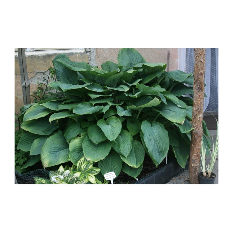 Hosta - Empress Wu Funkia