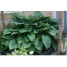 Hosta - Empress Wu Funkia