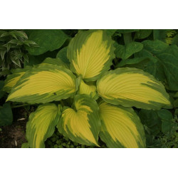 Hosta - Amalia Funkia