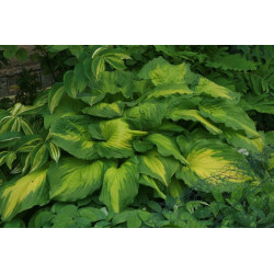 Hosta - Amalia Funkia