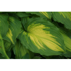 Hosta - Amalia Funkia