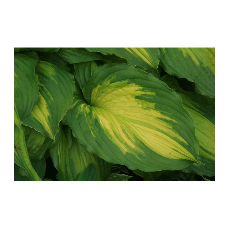 Hosta - Amalia Funkia