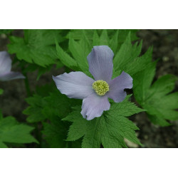 Glaucidium palmatum - Glaucidium dłoniaste