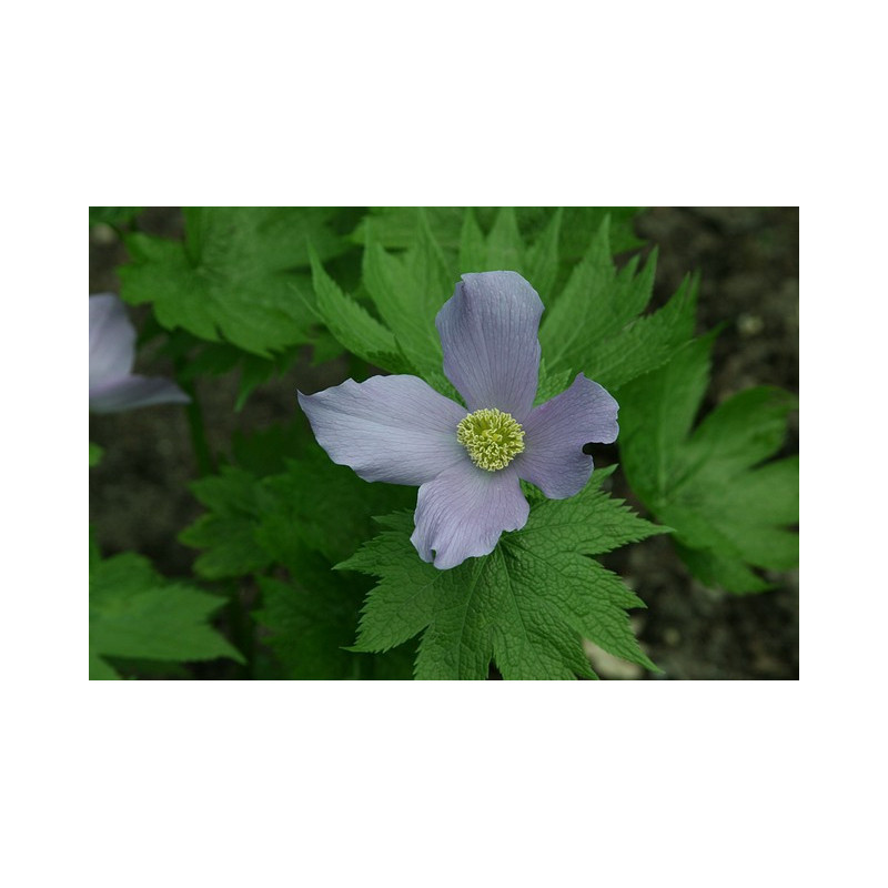 Glaucidium palmatum - Glaucidium dłoniaste