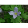 Glaucidium palmatum - Glaucidium dłoniaste