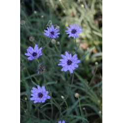 Catananche caerulea Kupidynek błękitny