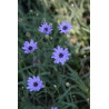 Catananche caerulea Kupidynek błękitny