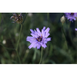 Catananche caerulea Kupidynek błękitny