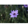 Catananche caerulea Kupidynek błękitny